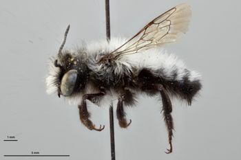 Media type: image;   Entomology 786054 Aspect: habitus lateral view
